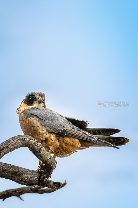 澳大利亚业余猎鹰(Falco longipennis)